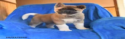 Akita dogs for sale: Thomas - Ad 4