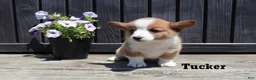 Welsh Corgi Pembroke dogs for sale: Tucker - Ad 3