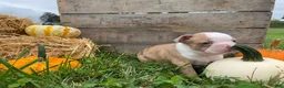 Boston Terrier dogs for sale: Maple - Ad 8