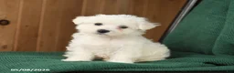 Westiepoo dogs for sale: Frank  - Ad 1