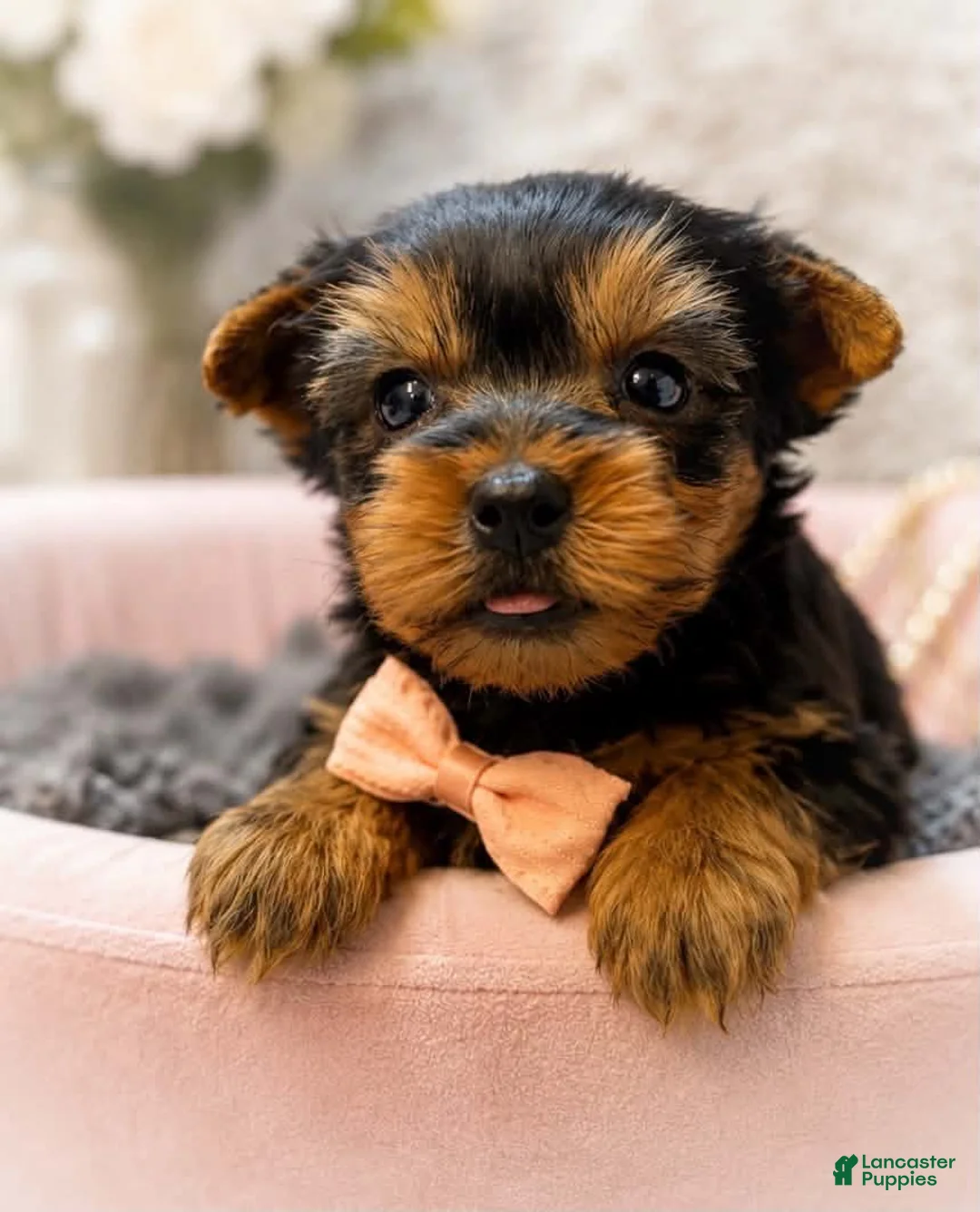 Yorkshire Terrier dogs for sale: Tito 1.4lbs - Ad 2