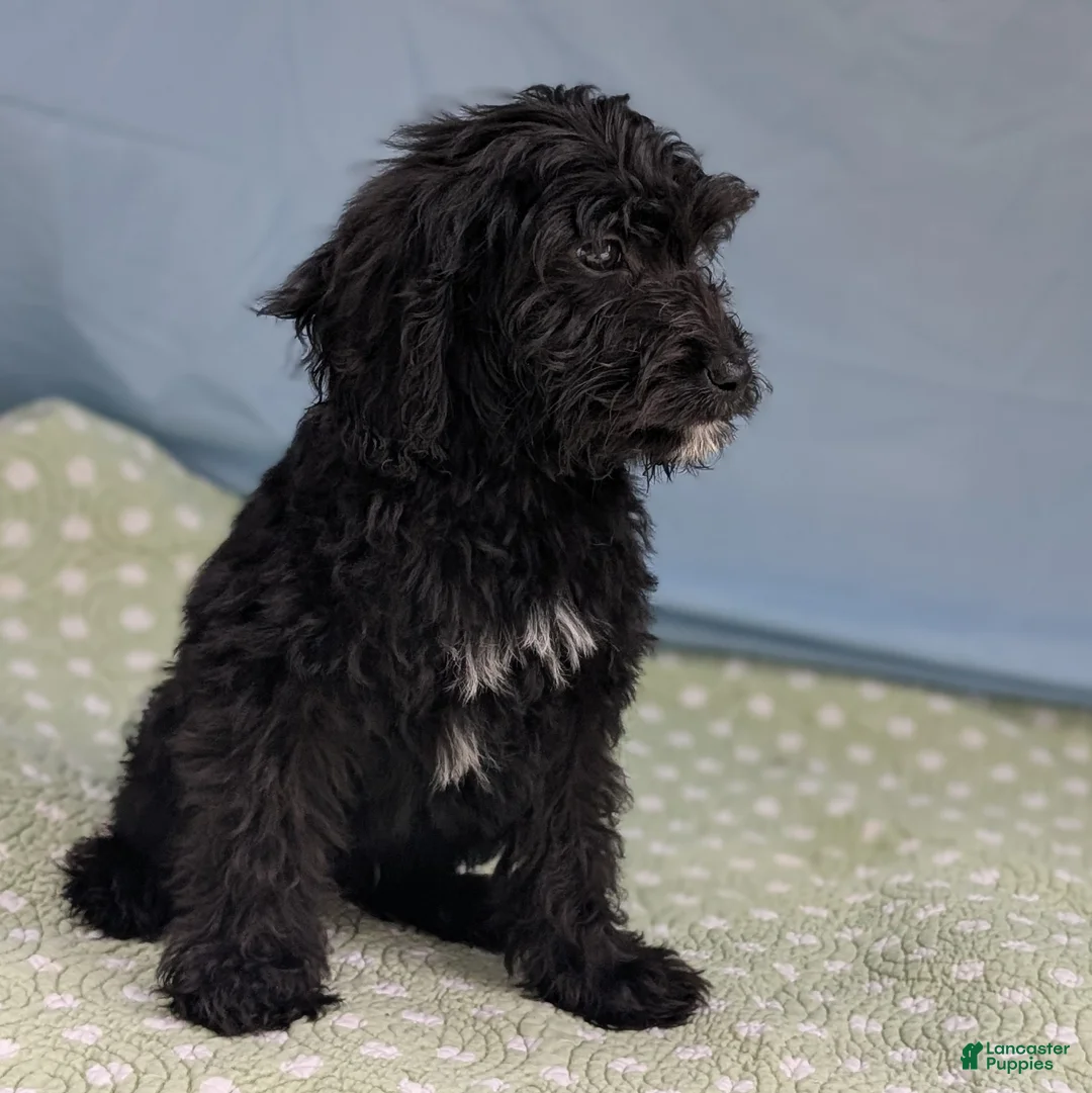 Mixed Breed dogs for sale: Noche (Night) - Ad 8