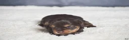 Yorkshire Terrier dogs for sale: Myra - Ad 3