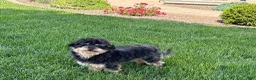 Havapoo dogs for sale: Havapoo - Ad 5