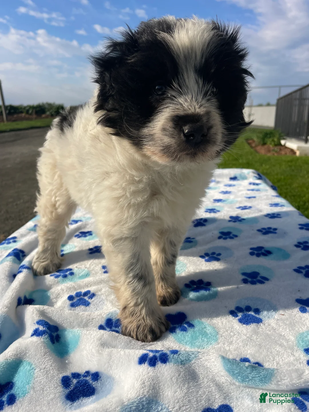 Mixed Breed dogs for sale: Ace - Ad 4
