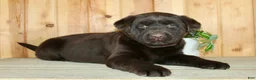 Labrador Retriever dogs for sale: Cloe - Ad 4