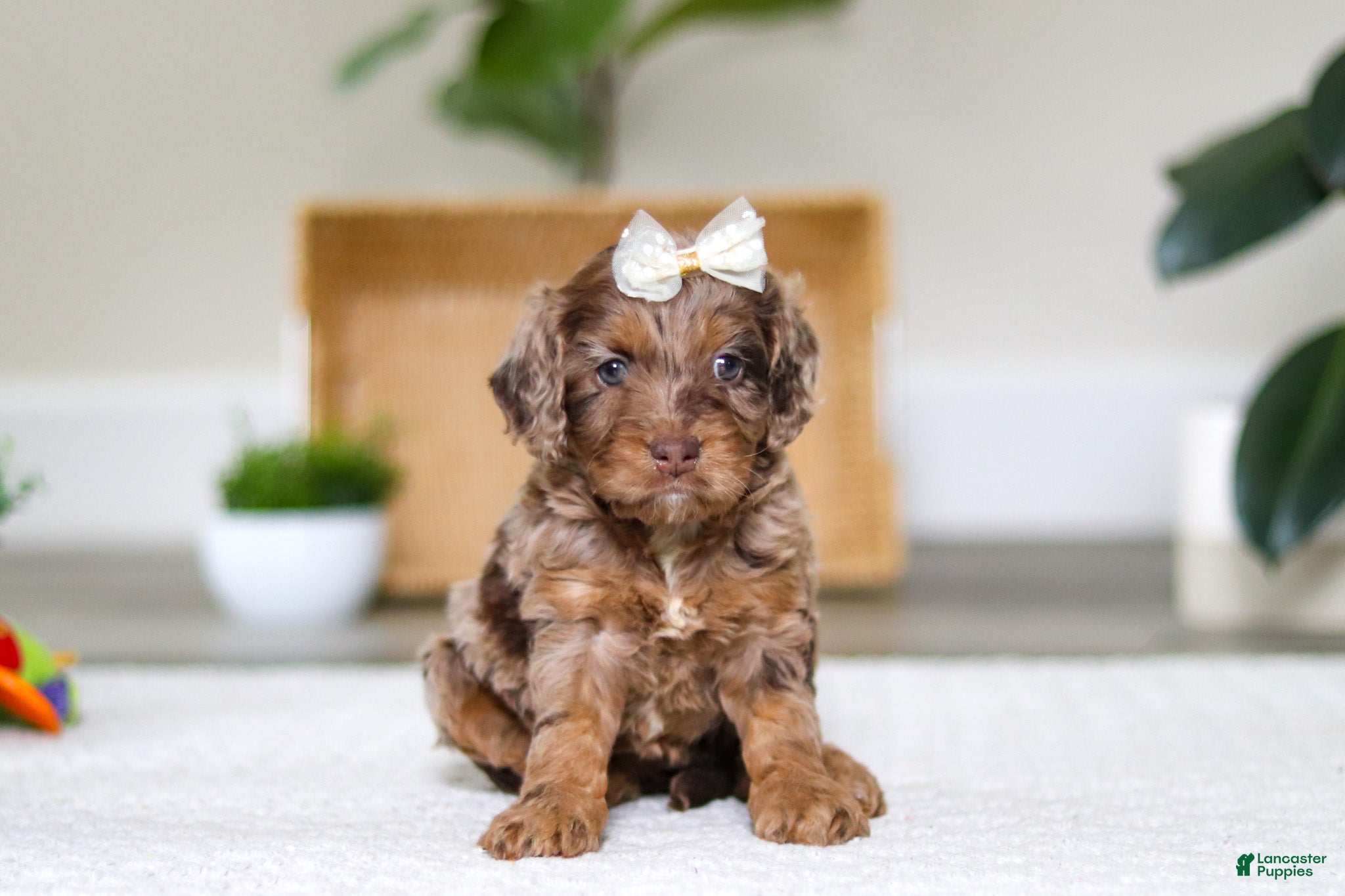 Cockapoo dogs Ellie - Ad 1