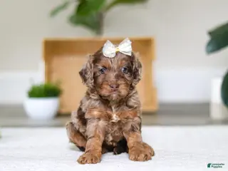 Cockapoo dogs Ellie - Ad 1