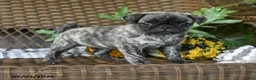 Pug dogs for sale: Crumpet - Ad 3