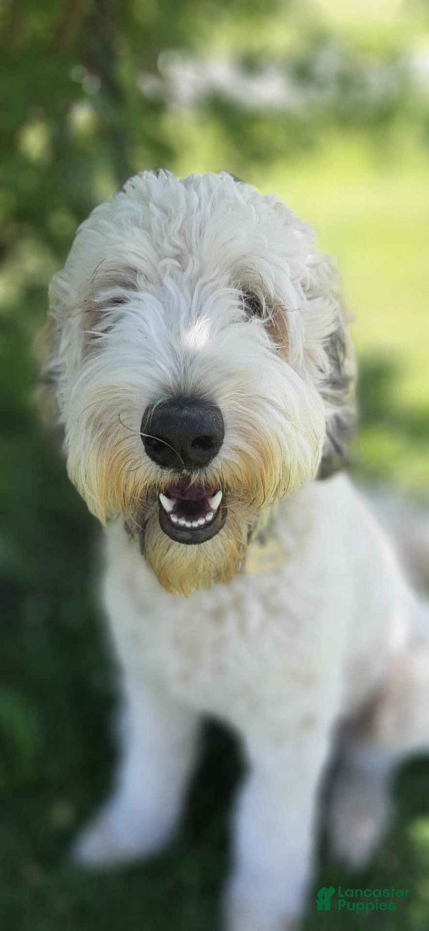 Goldendoodle dogs Goldendoodle 1 - Ad 39