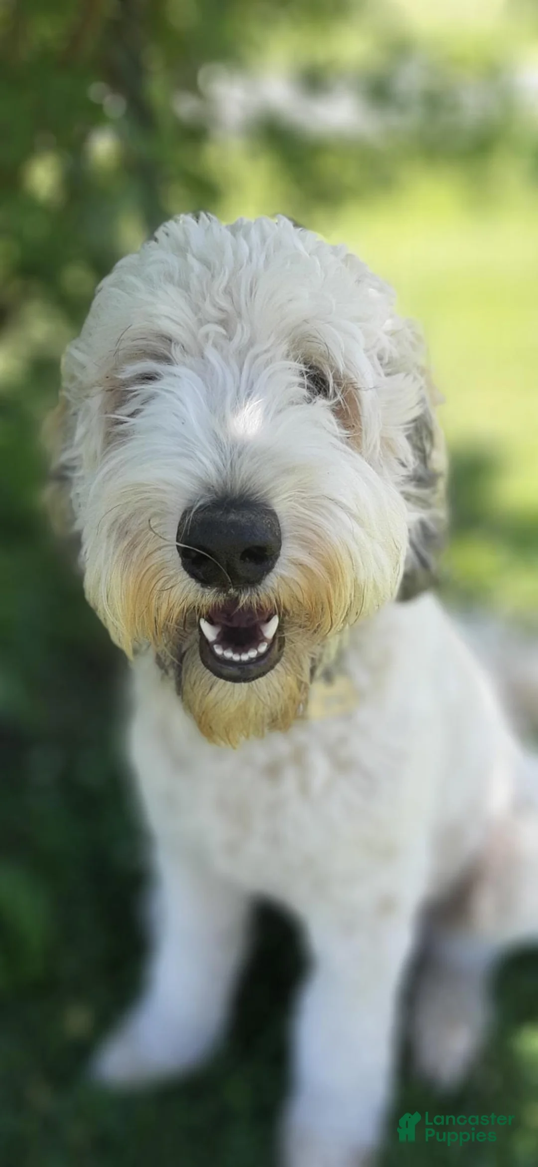 Goldendoodle dogs for sale: Goldendoodle 1 - Ad 1