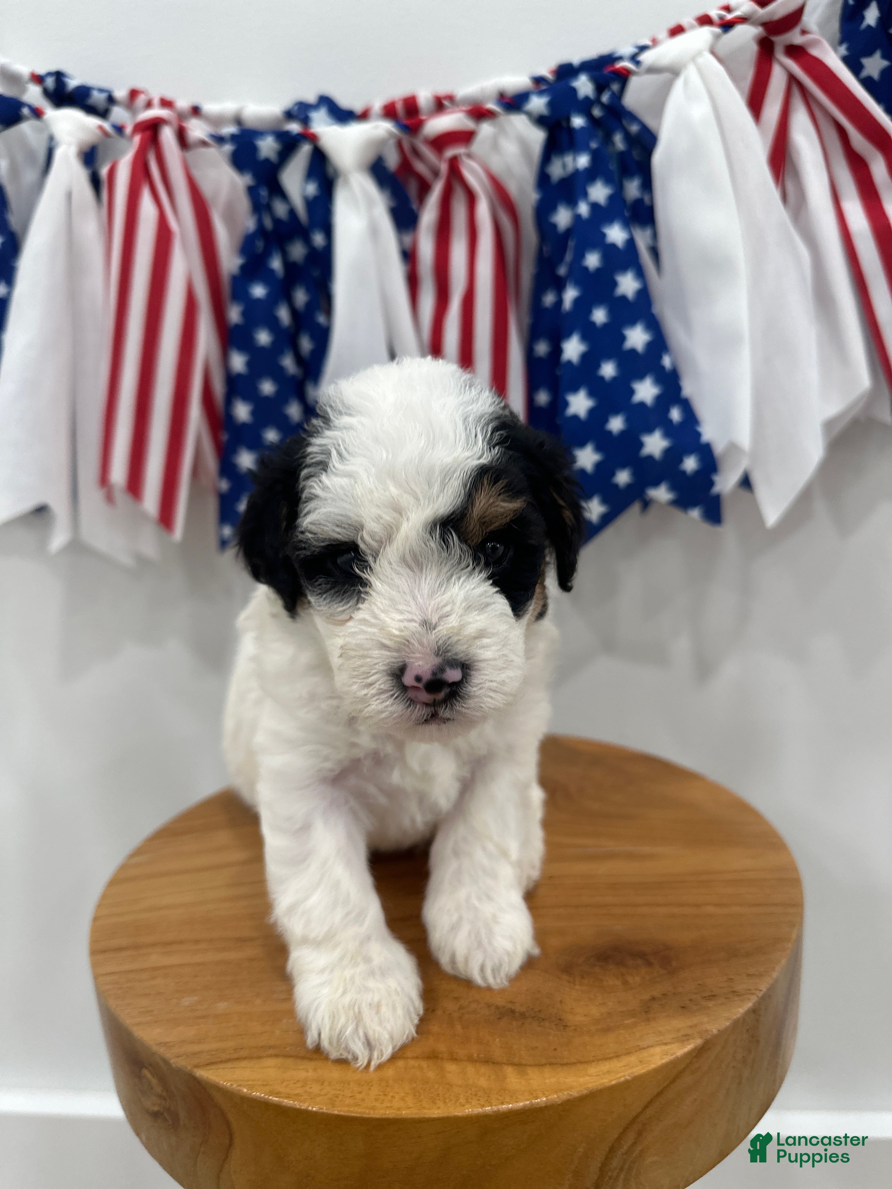 Mini Aussiedoodle dogs Tate - Ad 2