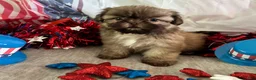 Shih Tzu dogs for sale: Kona - Ad 6
