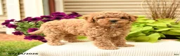 Cavapoo dogs for sale: Cutie - Ad 2