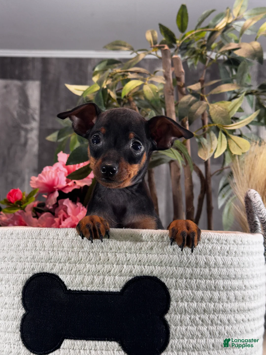 Miniature Pinscher dogs for sale: Quiggly - Ad 5