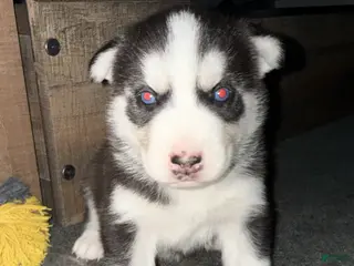 Siberian Husky dogs Simon - Ad 26
