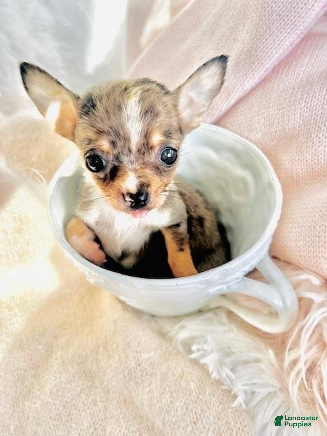 Meet Caramel! Chihuahua Puppy for sale in Miami Lancaster Puppies