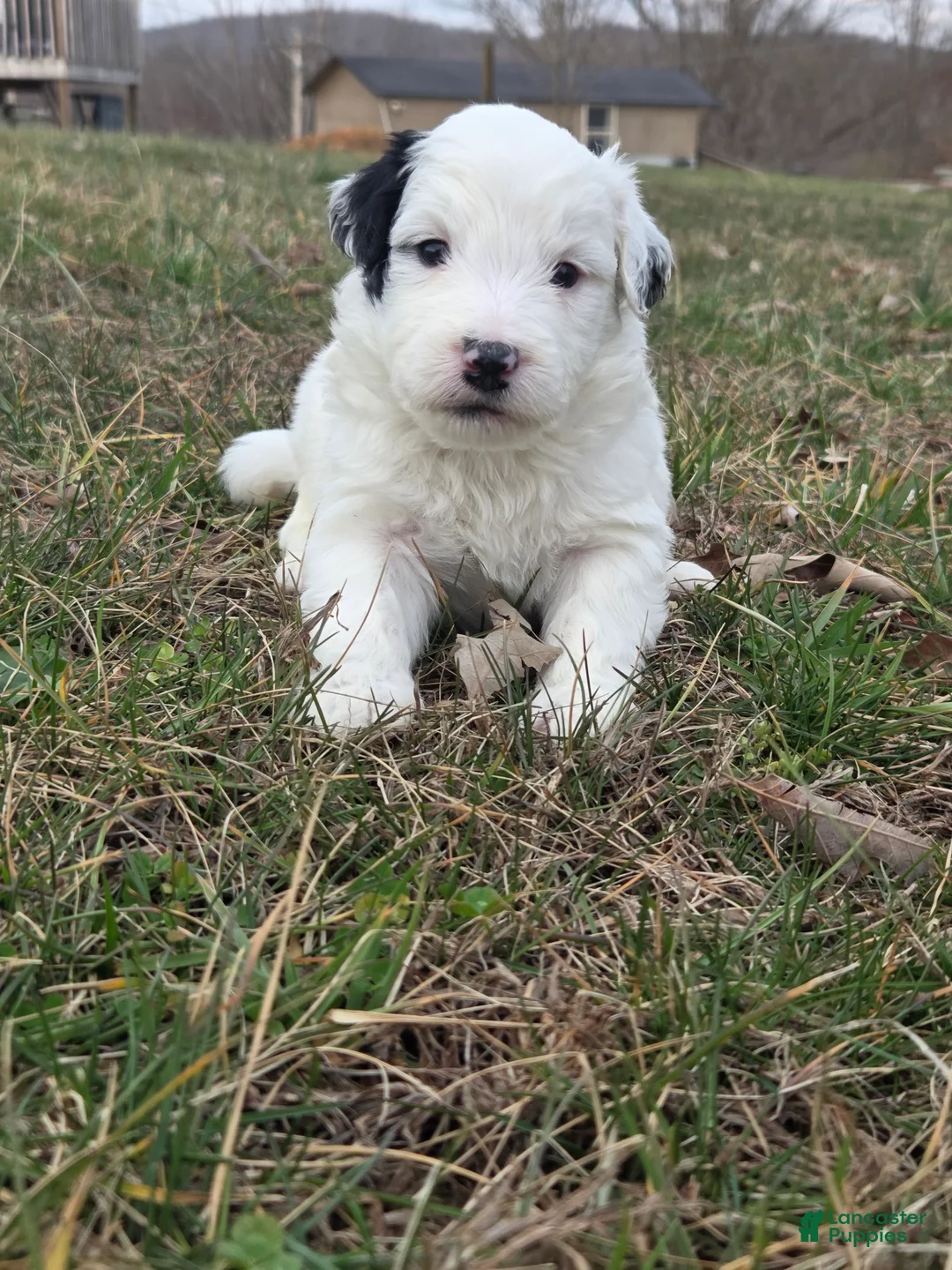 Mini Aussiedoodle dogs for sale: Spot - Ad 2