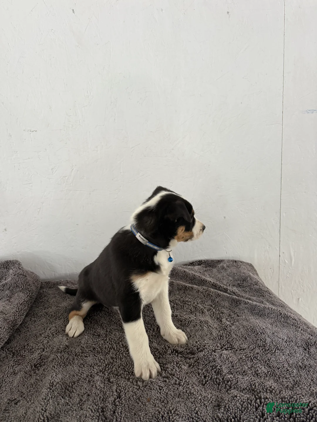 Mixed Breed dogs for sale: Buster - Ad 10