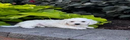 Bichon Frise dogs for sale: Bradley  - Ad 2
