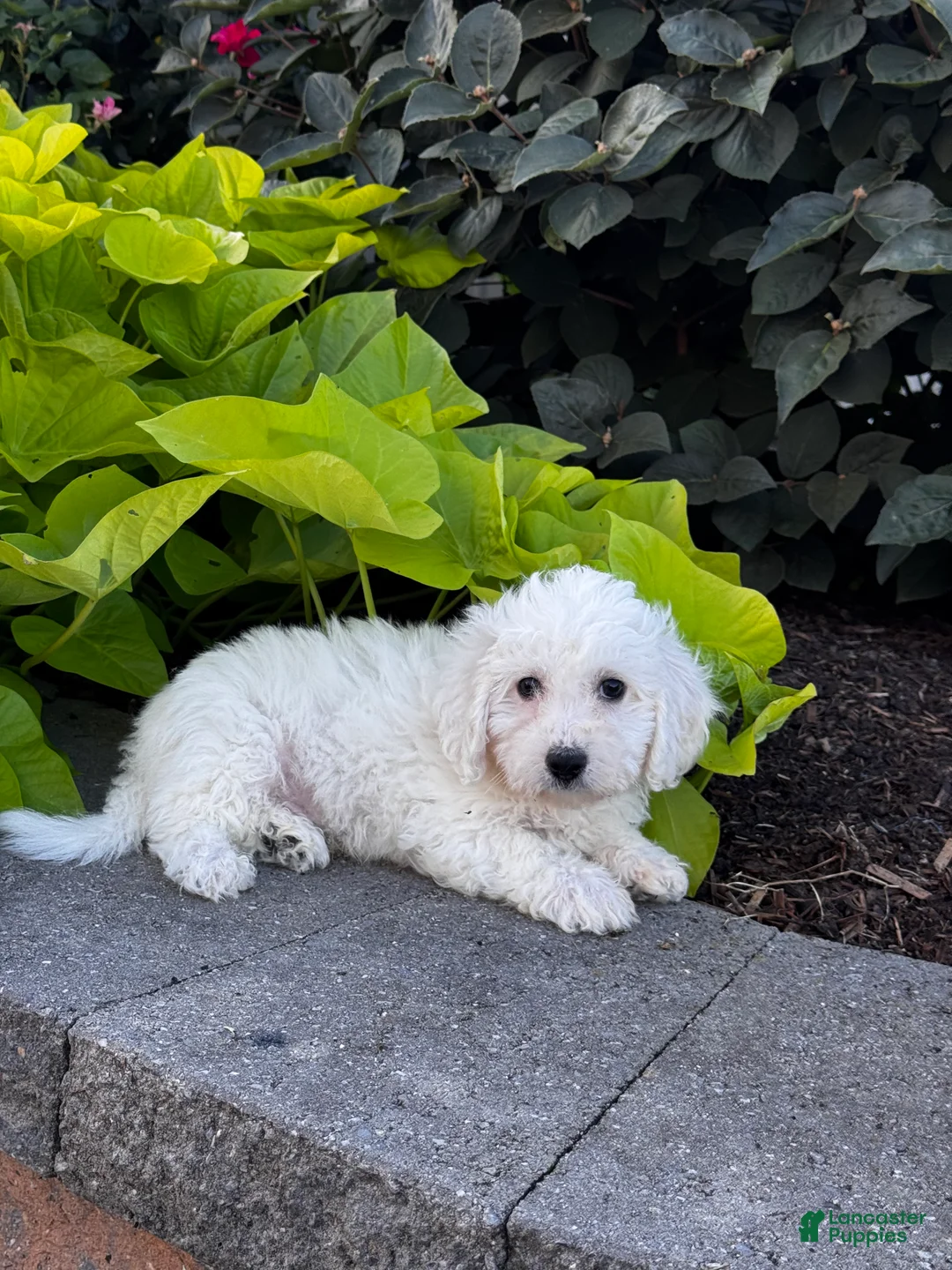 Bichon Frise dogs for sale: Bradley  - Ad 2