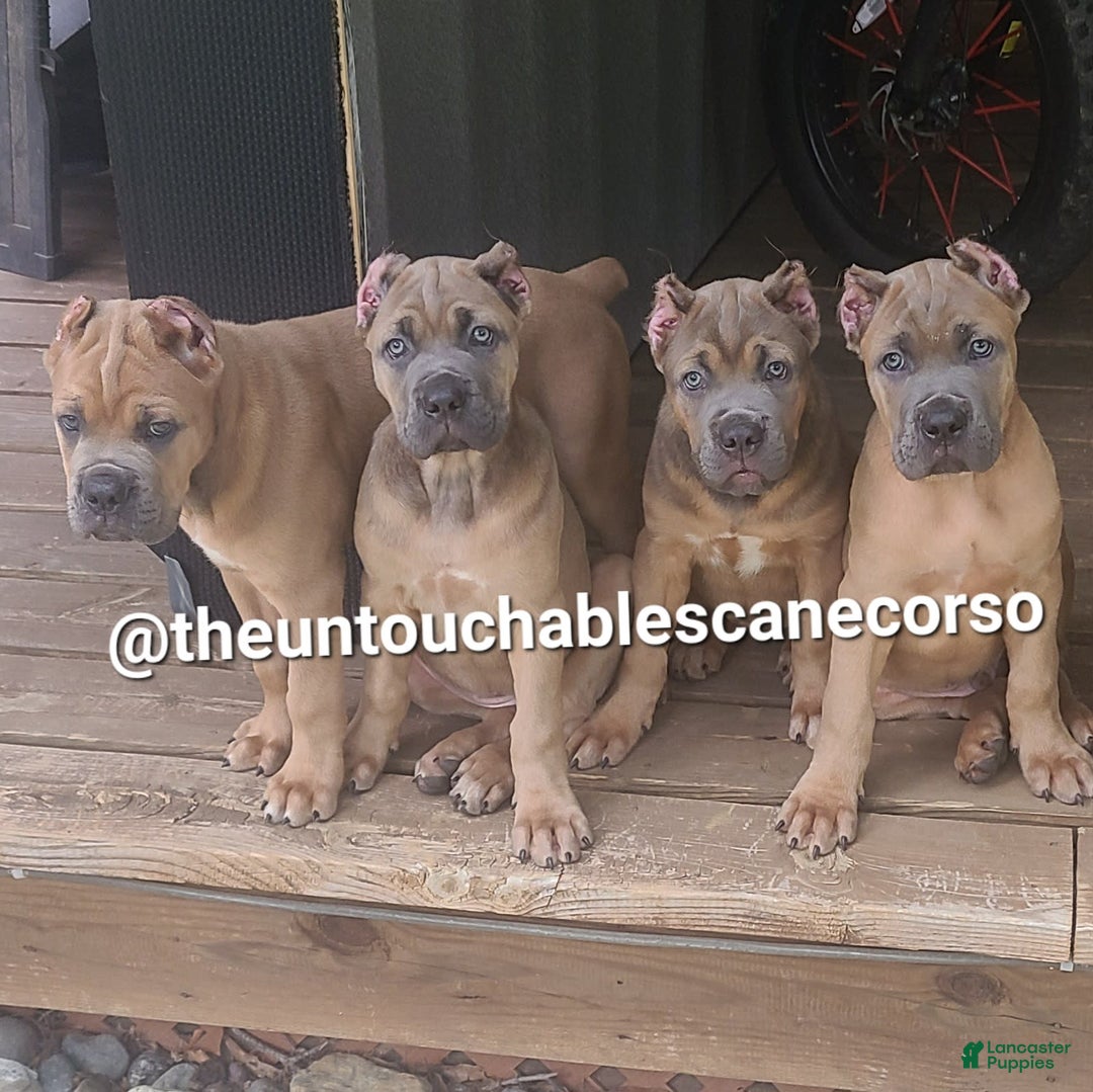Cane Corso dogs for sale: Doja - Ad 7