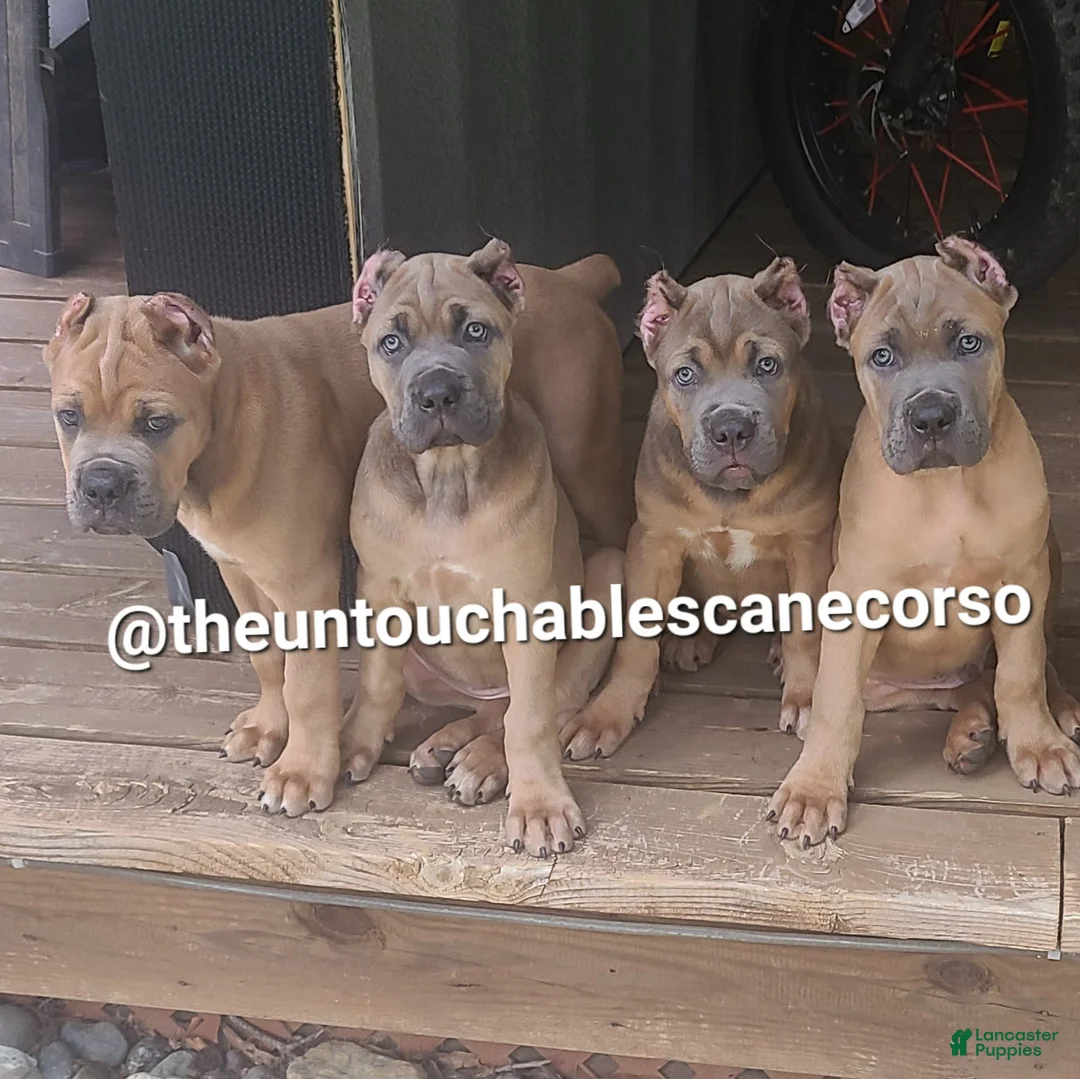 Cane Corso dogs for sale: Doja - Ad 6