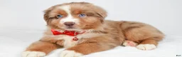 Miniature Australian Shepherd dogs for sale: Jaxon - Ad 4