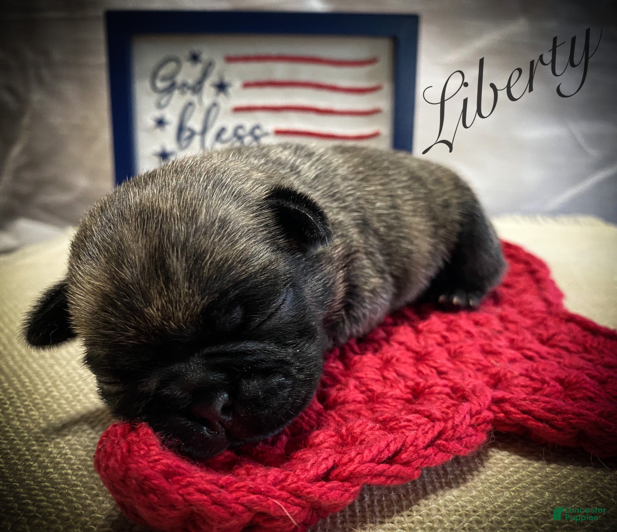 Pug dogs Liberty - Ad 2