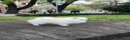 Pomeranian dogs for sale: Pomeranian 7 - Ad 2