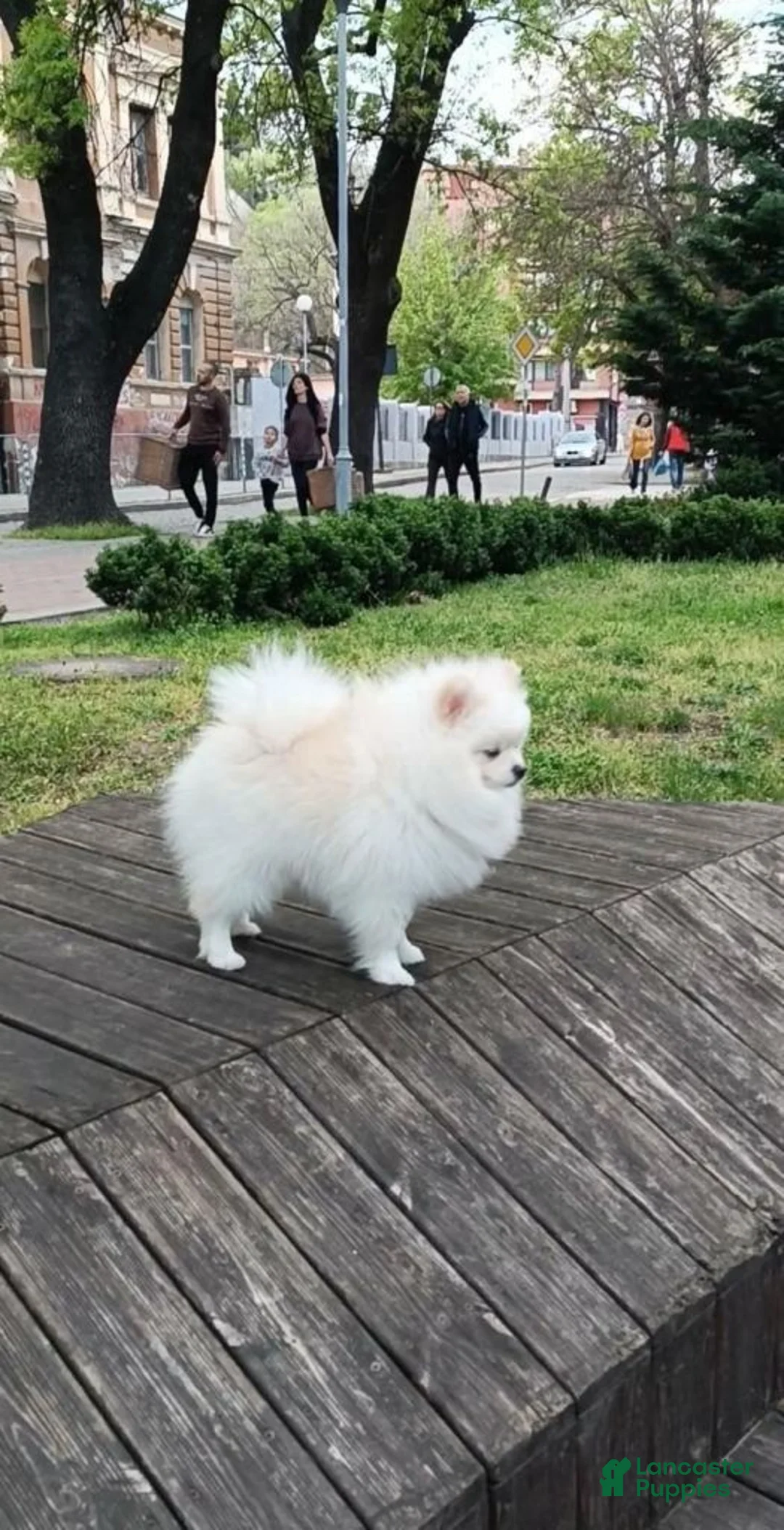 Pomeranian dogs for sale: Pomeranian 7 - Ad 2