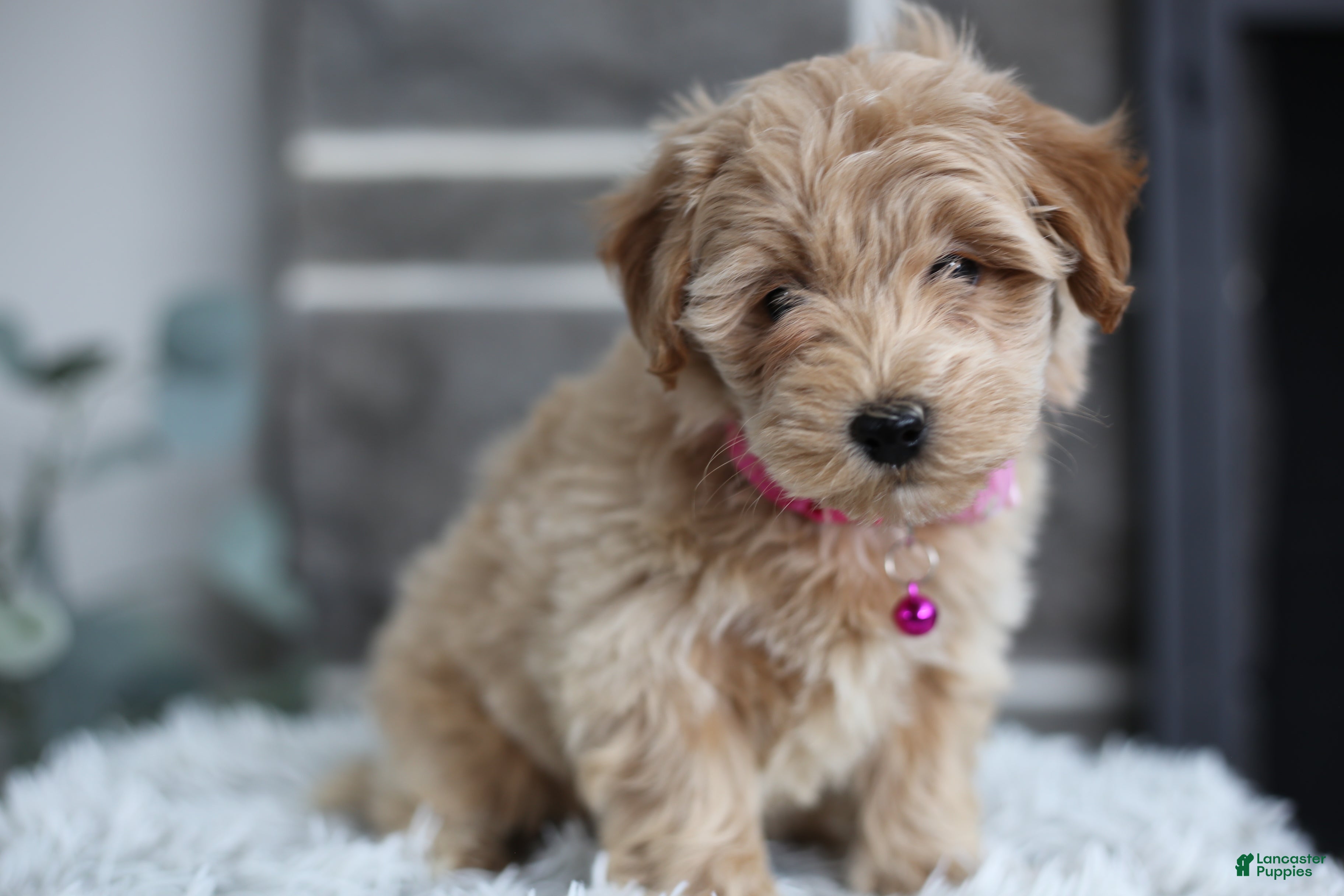 Maltipoo dogs Raya - Ad 2