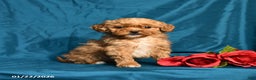 Shihpoo dogs for sale: Blossom - Ad 1