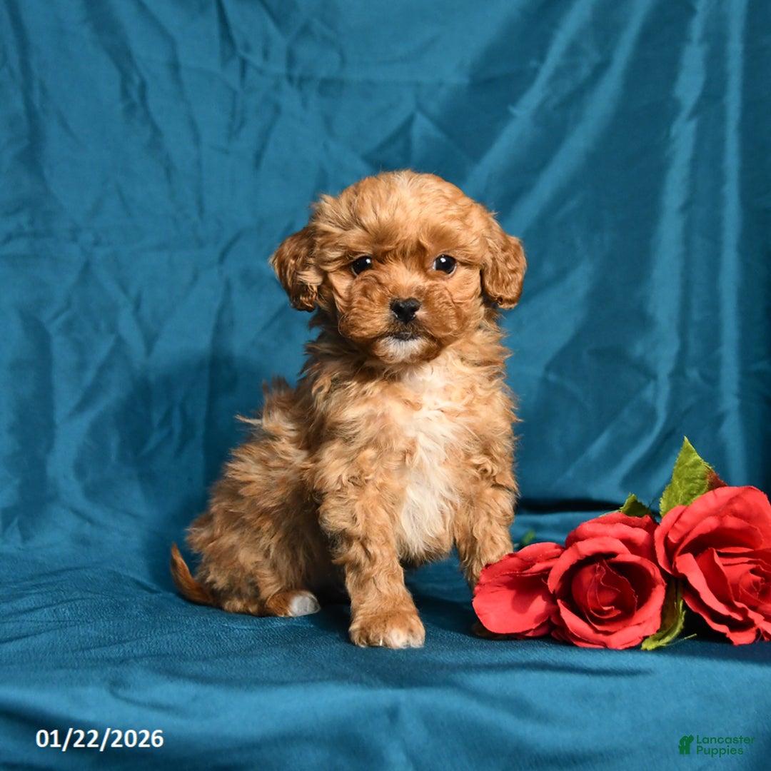 Shihpoo dogs for sale: Blossom - Ad 1