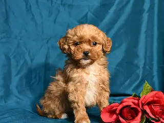 Shihpoo dogs Blossom - Ad 38