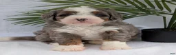 Mini Bernedoodle dogs for sale: Mini Darcy  - Ad 31