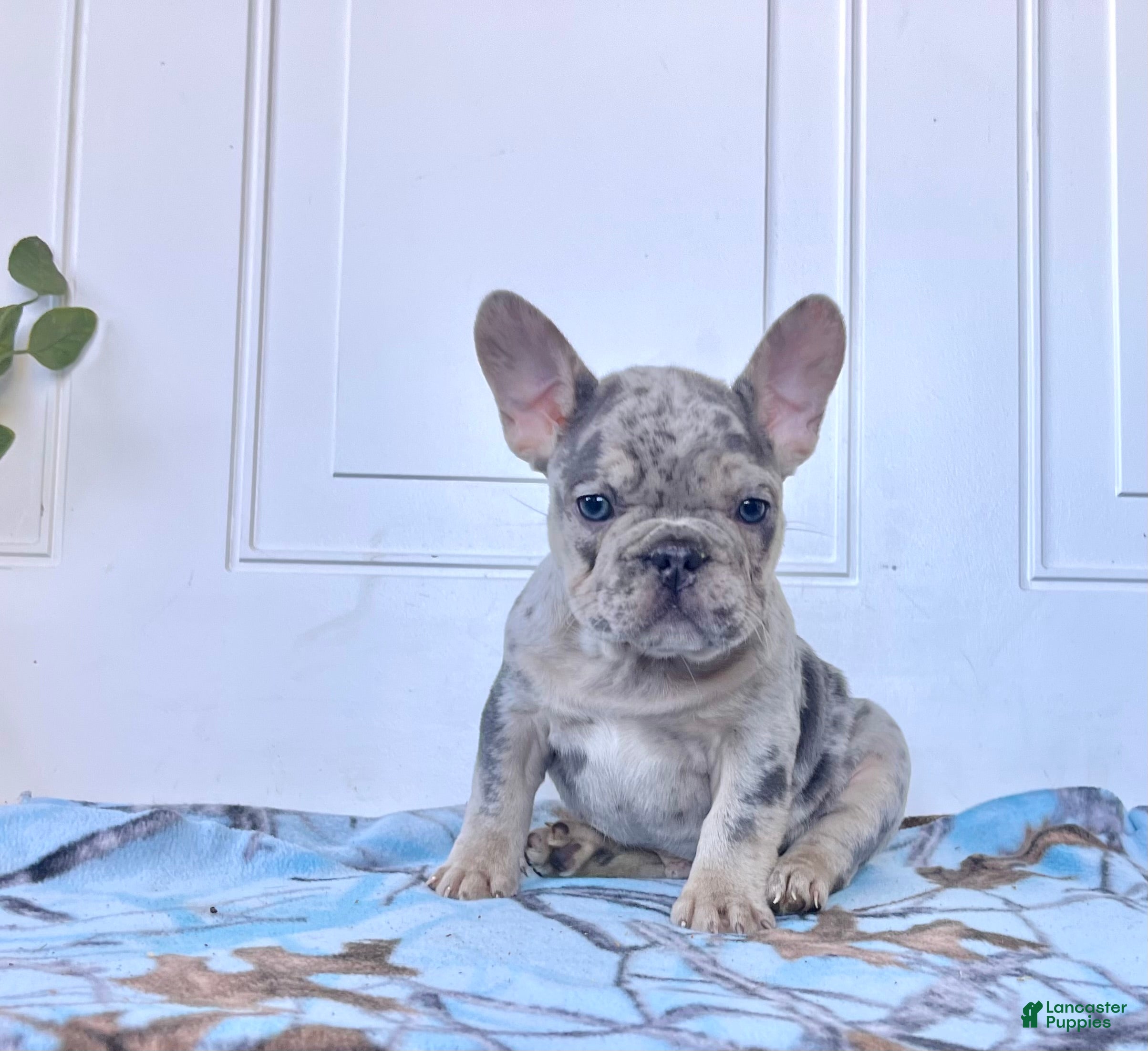 French Bulldog dogs Sammy❤️AKC ❤️Ready to go home 🐾Call 717-471-7087 - Ad 36