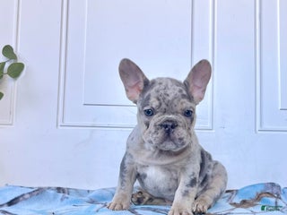 French Bulldog dogs Sammy❤️AKC ❤️Ready to go home 🐾Call 717-471-7087 - Ad 36