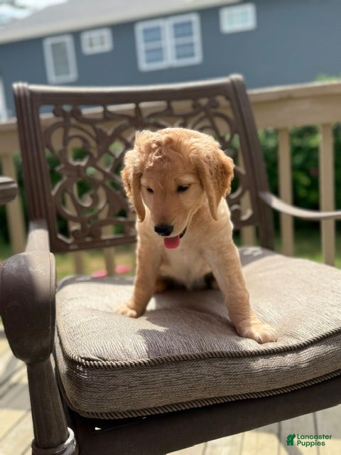 Goldendoodle dogs Sarah - Ad 2