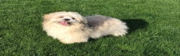 Lhasa Apso dogs for sale: Heather - Ad 8