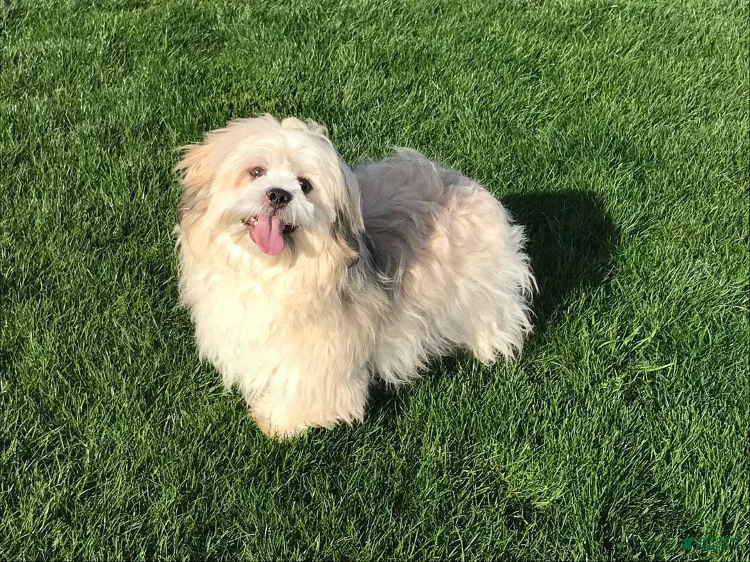 Lhasa Apso dogs for sale: Heather - Ad 7