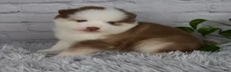 Pomsky dogs for sale: Queen - Ad 5
