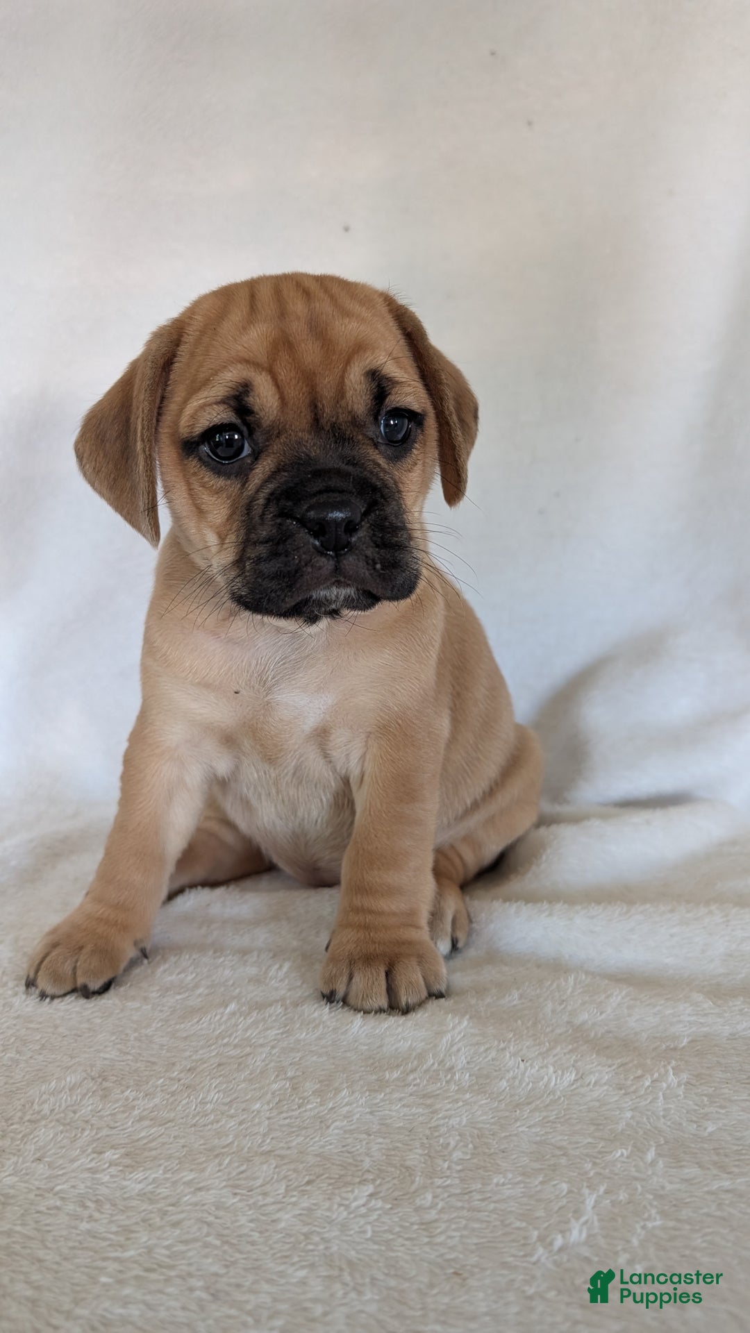 Puggle Puppies For Sale Pug Mix Designer Puggles Puggle And Pug