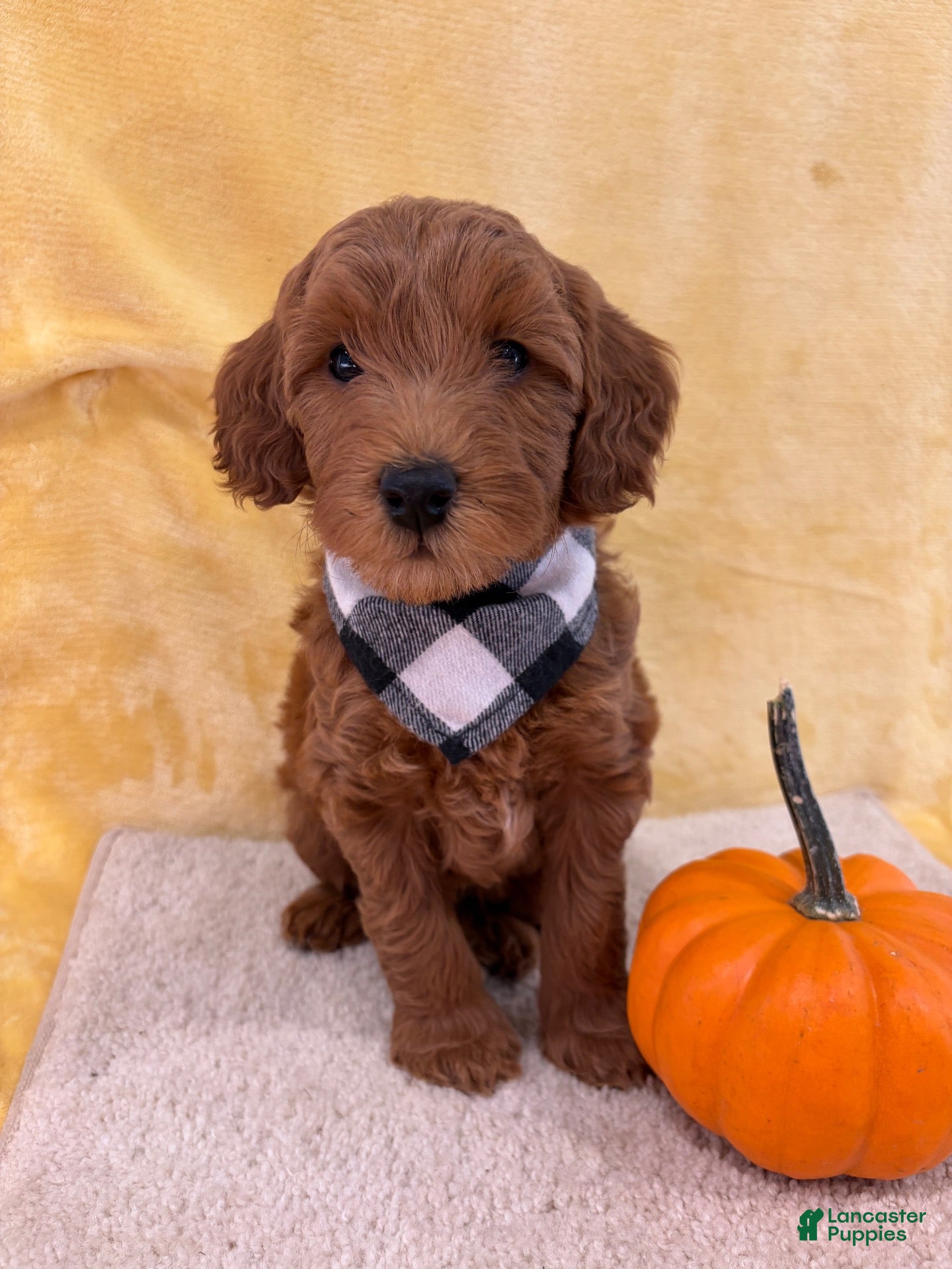 Mini Goldendoodle dogs for sale: Milo - Ad 1