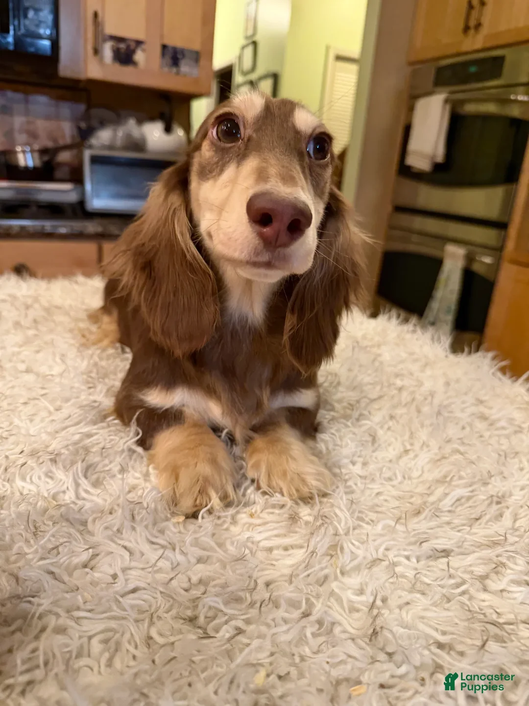 Miniature Dachshund dogs for sale: Chocolate and Cream AKC  - Ad 2