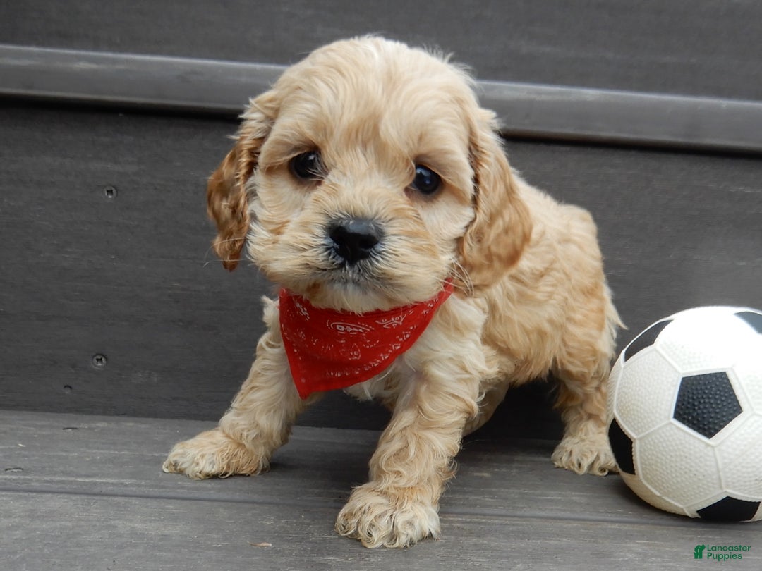 Cockapoo dogs for sale: Shawn - Ad 5