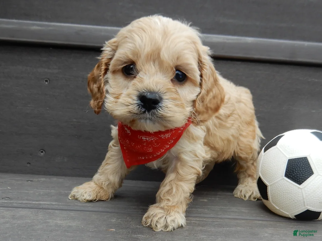 Cockapoo dogs for sale: Shawn - Ad 11