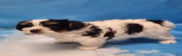 Biewer Terrier dogs for sale: Archie - Ad 6