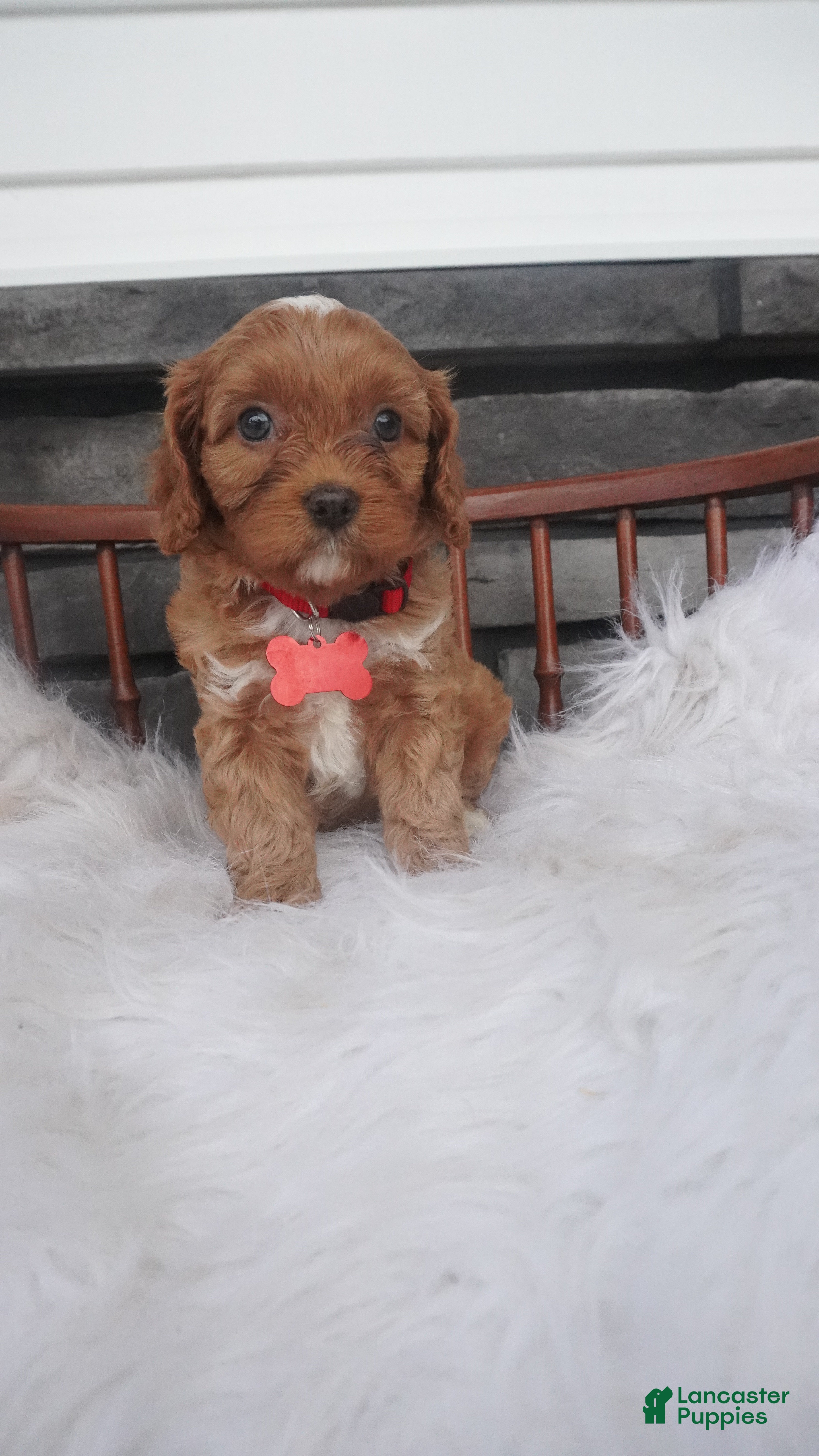 Cavapoo dogs Lorry  - Ad 2