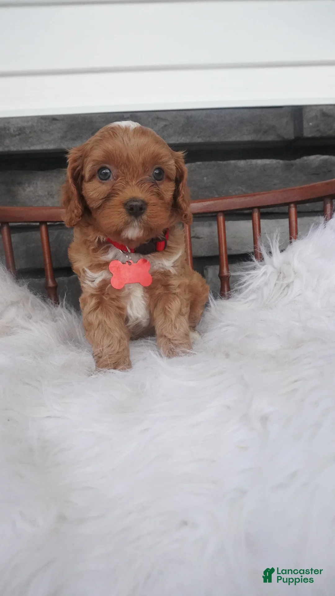 Cavapoo dogs for sale: Lorry  - Ad 2